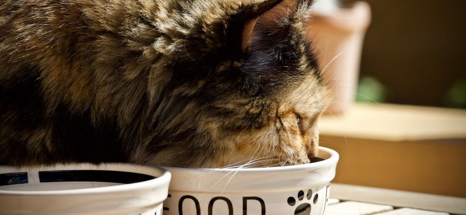 Kot jedzący karmę